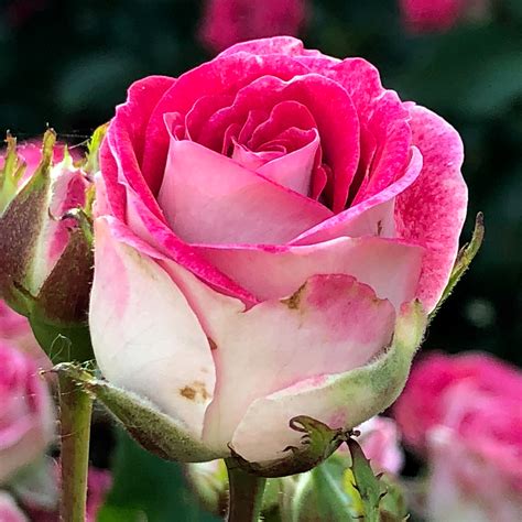 portland international test rose garden 5
