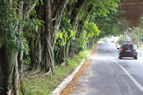 Joinville discute cortes de árvores próximas a rede elétrica