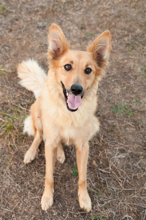 Basque shepherd dog portrait ~ Animal Photos on Creative Market