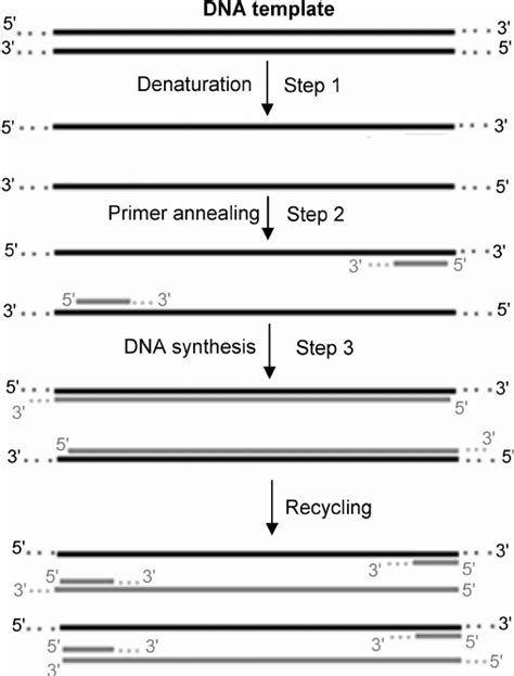 Polymerase Chain Reaction Pcr This Process Includes Cycles The