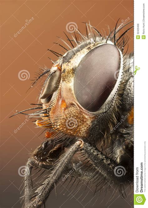 Portrait Of A Drone Fly Stock Photo Image Of Dronefly