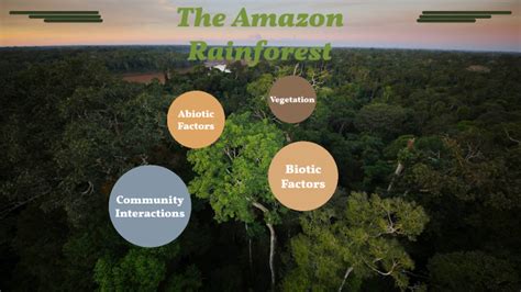 Amazon Rainforest Ecosystem by Allison Dub on Prezi