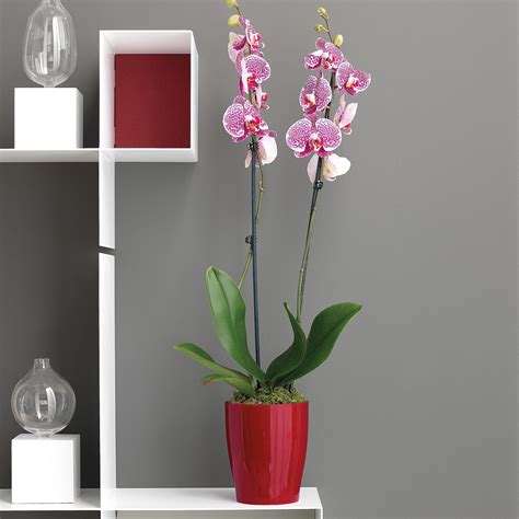 Living Orchidea Pot Veca Spa