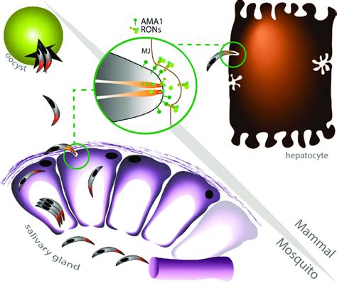 Model Of AMA1 RON Function In Plasmodium Sporozoites AMA1 And RON