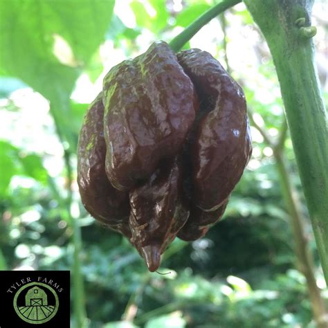 Chocolate Trinidad Moruga Scorpion Pepper Seeds Tyler Farms