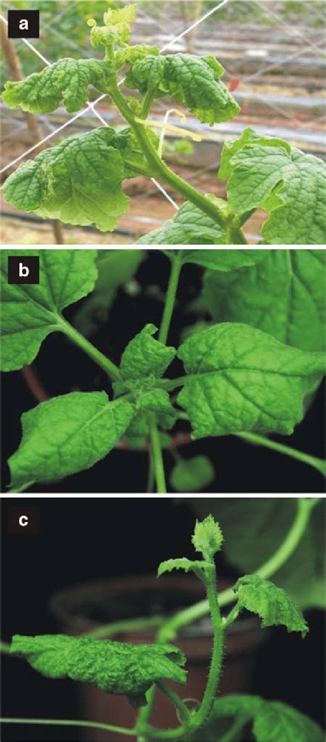 Virus Induced Symptoms On Oriental Melon Cucumis Melo Var Makuwa Cv