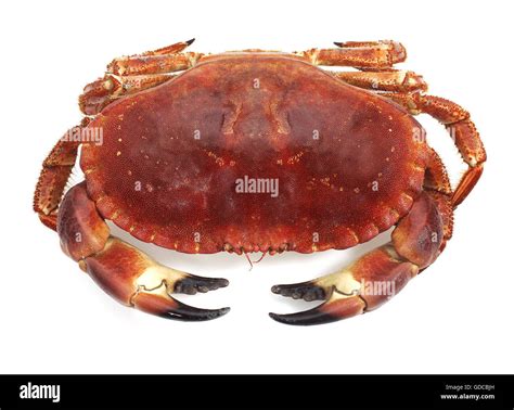 EDIBLE CRAB Cancer Pagurus AGAINST WHITE BACKGROUND Stock Photo Alamy