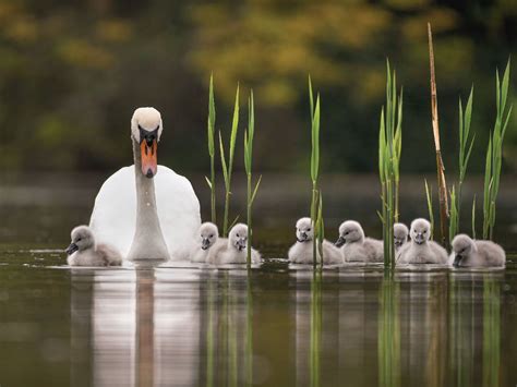 Ten Stunning Wildlife Photographs Have Been Announced As Finalists In