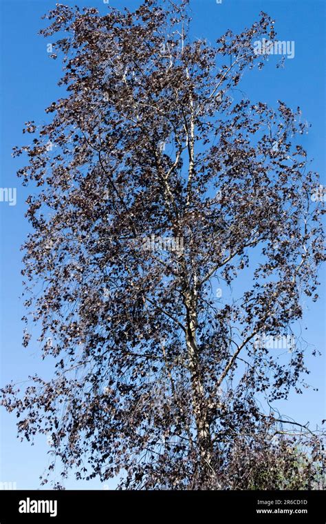 Silver Birch Tree Betula Pendula Bibor Dark Foliage Colour Stock