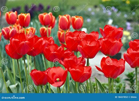 Bed of tulips stock photo. Image of abstract, closeup - 18437852