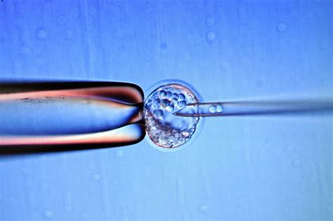 Infertility Treatment Breakthrough As Scientists Build Embryos From