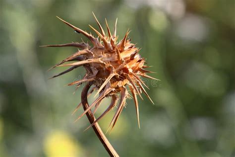 Thorny Plants and Flowers in a Forest Glade Stock Photo - Image of ...