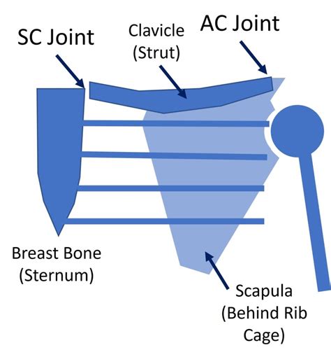 Stenoclavicular Joint Pain? - Regenexx