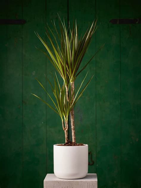 Planta Dracaena Marginata - Plantas