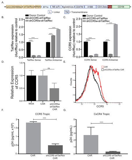 Cancers Free Full Text Evaluation Of The Elements Of Short Hairpin