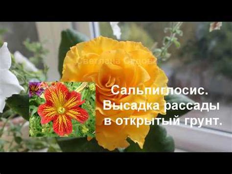 Сальпиглоссис: посадка и уход в открытом грунте, выращивание из семян