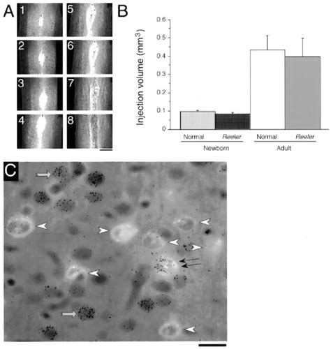 (A) Photomicrographs of a representative series of horizontal sections ... 