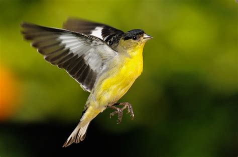 Yellow Finches Flying