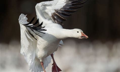 8 White Geese Breeds With Photos