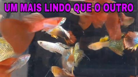 ORGANIZANDO A CRIAÇÃO DE GUPPYS YouTube