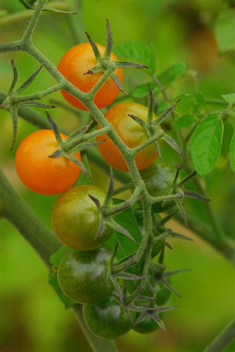 Gardeners Start Your Tomatoes Edible East Bay