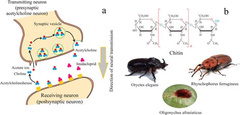 Frontiers Insights Into Insecticide Resistance Mechanisms Off