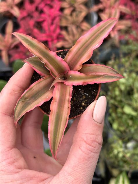 Cryptanthus Bivittatus Pink Starlight Other Plants Cryptanthus