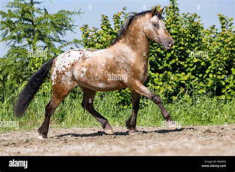 Appaloosa. Dun leopard-spotted horse trotting in a paddock Stock Photo ...