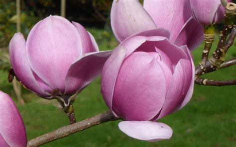 Buy Brixton Belle Magnolia Tulip Tree Free Shipping Wilson Bros