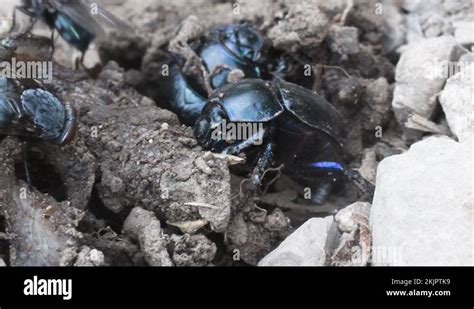 Dung Beetle And Fly Geotrupidae Beetle Coleoptera Earth Boring Dung