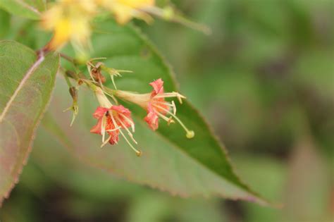 Diervilla lonicera (Northern Bush Honeysuckle)