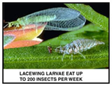 GREEN LACEWING EGGS FACT SHEET & Release Instructions