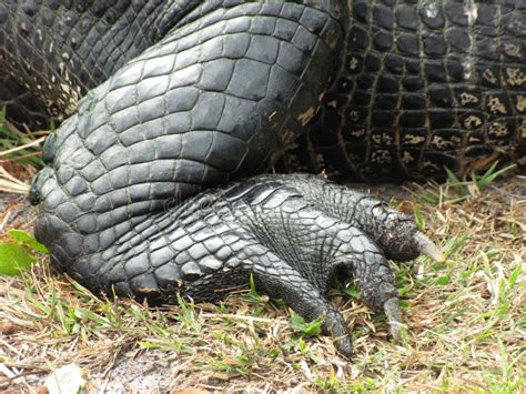 Nile Crocodile 3 Stock Photo Image Of Wild Alligator 209918