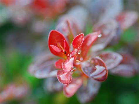 Crimson Pygmy Barberry Info Tips On Growing A Dwarf Crimson Pygmy