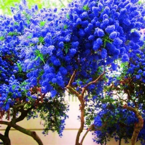 California Lilac 25 Seeds Tree Fragrant Hardy Perennial Flower Easy to Grow Garden, Planting ...