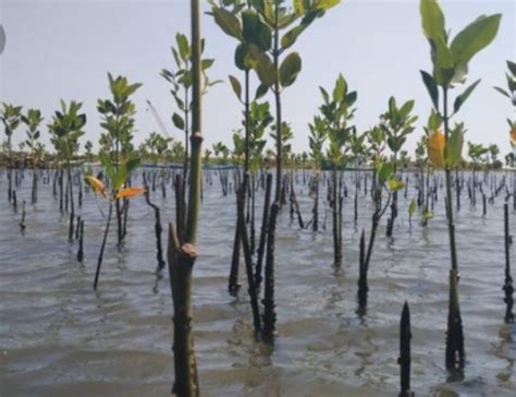 Persiapan Penanaman Satu Juta Pohon Mangrove Terus Dikebut Enam