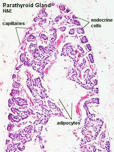 Parathyroid Gland Histology Slides