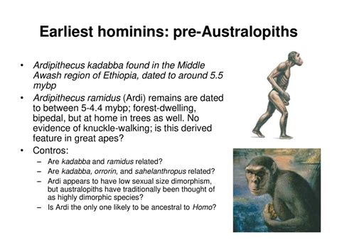 Human Evolution The Beginning 10 Million Years Ago In Africa Ppt