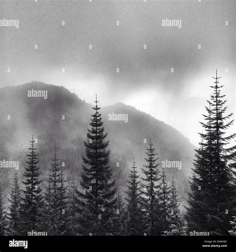 Pine trees in foggy Pacific Northwest mountains Stock Photo - Alamy