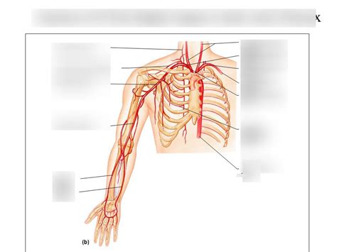 Arteries Of The Right Upper Limb And Thorax Diagram Quizlet