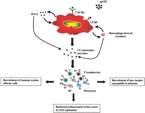 Monocyte Macrophage‐derived Cc Chemokines And Their Modulation By Hiv‐1