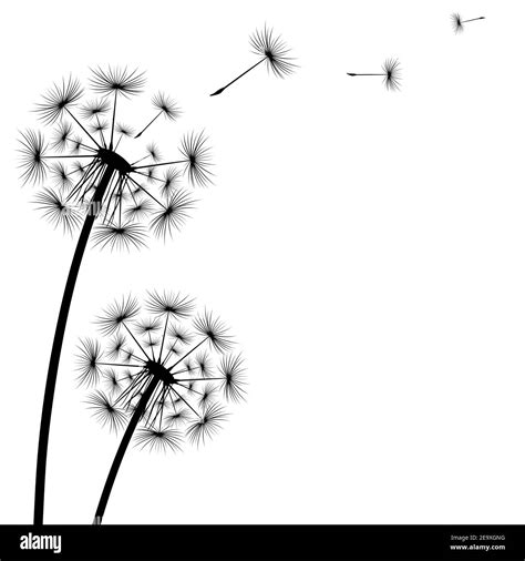 Black silhouette of a dandelion on a white background Stock Vector ...