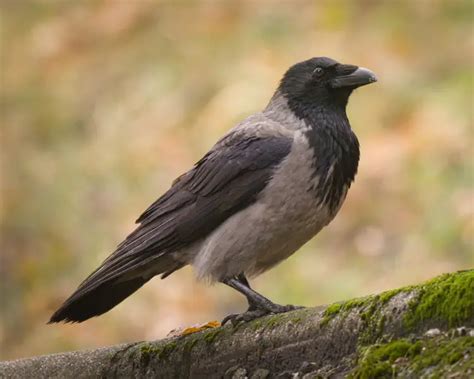 Hooded Crow - Facts, Diet, Habitat & Pictures on Animalia.bio