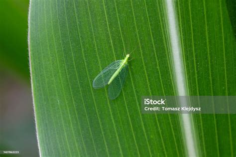 Green Lacewing Chrysopa Perla Musuh Alami Hama Serangga Di Atas Daun