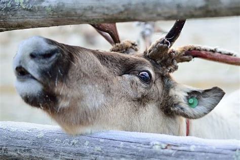 Deer Eye Close Up Stock Photos, Pictures & Royalty-Free Images - iStock