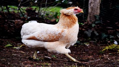 Araucana Chicken Breeds, Facts, Pictures, Sale, Eggs and All Information