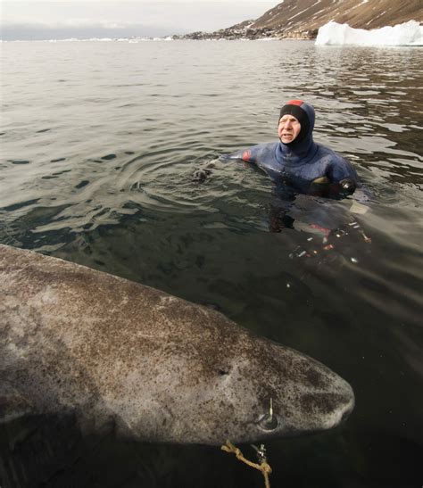 Greenland shark - Save Our Seas Foundation