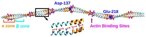 Crystal structure of a cardiac muscle tropomyosin (PDB ID: 1C1G). 32 ...