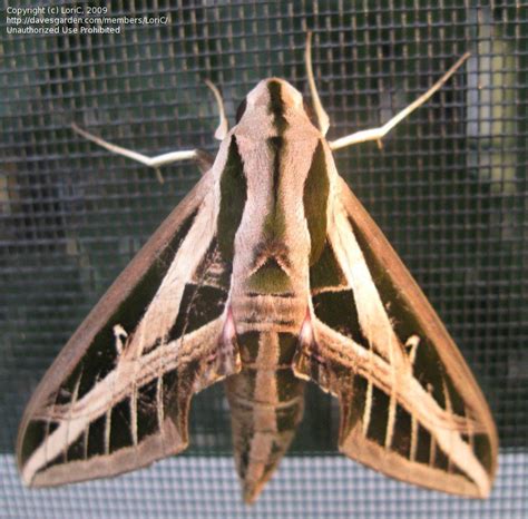 Bug Pictures Lesser Vine Sphinx Moth Banded Sphinx Moth Eumorpha