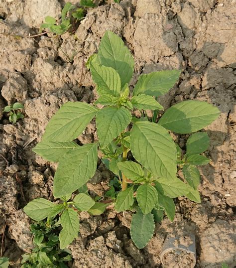 Groene Amarant Amaranthus Hybridus Waarneming Nl